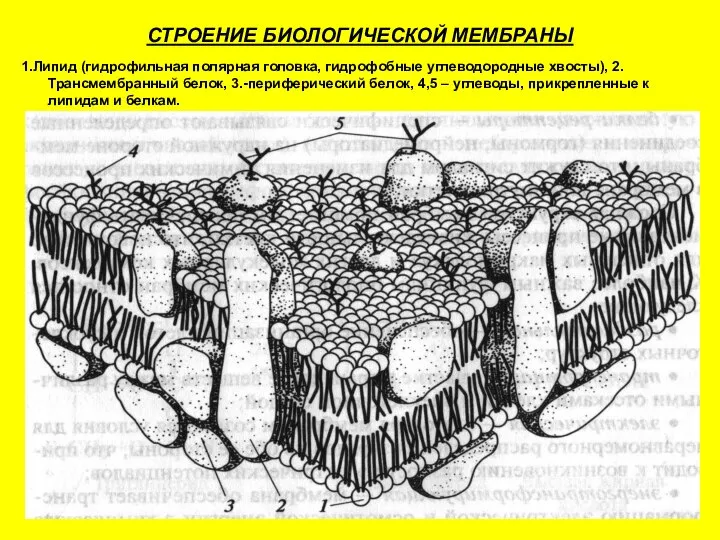 СТРОЕНИЕ БИОЛОГИЧЕСКОЙ МЕМБРАНЫ 1.Липид (гидрофильная полярная головка, гидрофобные углеводородные хвосты), 2.Трансмембранный