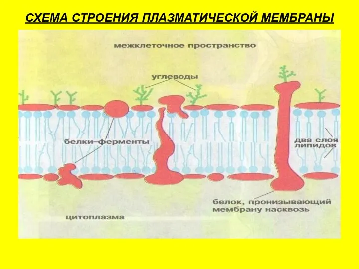 СХЕМА СТРОЕНИЯ ПЛАЗМАТИЧЕСКОЙ МЕМБРАНЫ