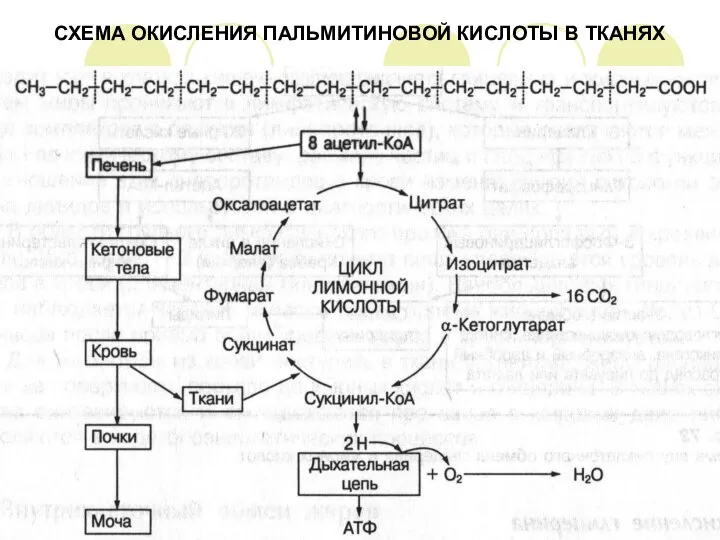 СХЕМА ОКИСЛЕНИЯ ПАЛЬМИТИНОВОЙ КИСЛОТЫ В ТКАНЯХ