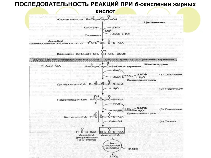 ПОСЛЕДОВАТЕЛЬНОСТЬ РЕАКЦИЙ ПРИ б-окислении жирных кислот