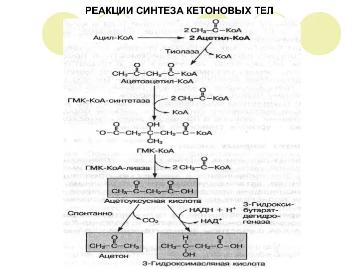 РЕАКЦИИ СИНТЕЗА КЕТОНОВЫХ ТЕЛ