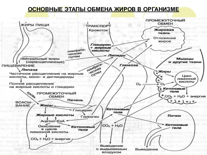 ОСНОВНЫЕ ЭТАПЫ ОБМЕНА ЖИРОВ В ОРГАНИЗМЕ