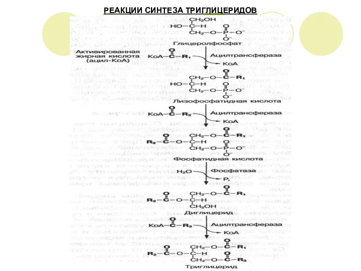 РЕАКЦИИ СИНТЕЗА ТРИГЛИЦЕРИДОВ