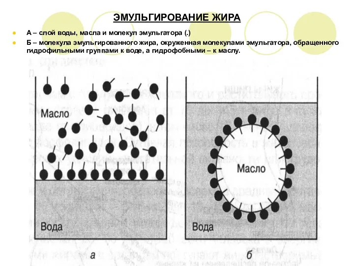 ЭМУЛЬГИРОВАНИЕ ЖИРА А – слой воды, масла и молекул эмульгатора (.)