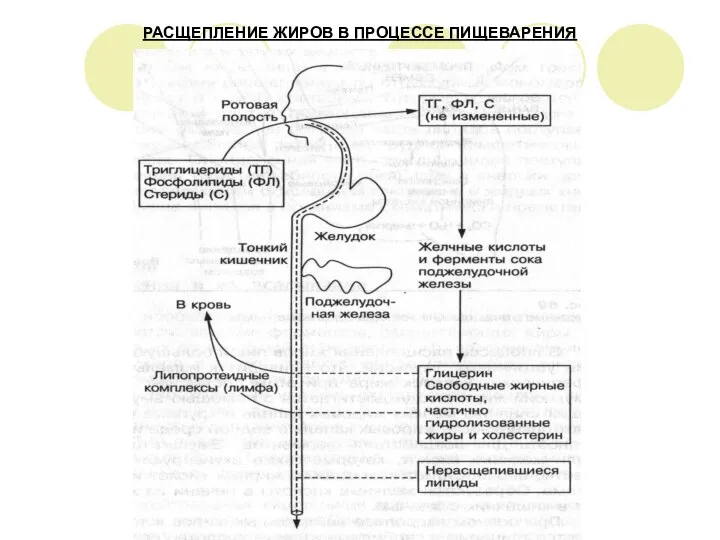 РАСЩЕПЛЕНИЕ ЖИРОВ В ПРОЦЕССЕ ПИЩЕВАРЕНИЯ