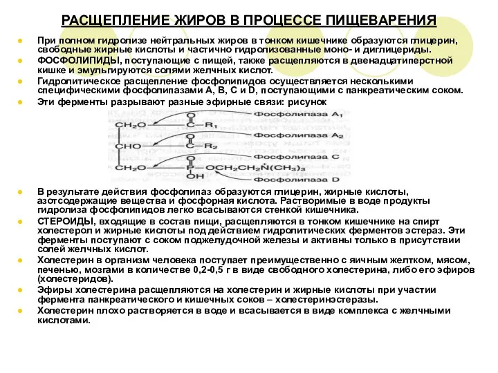 РАСЩЕПЛЕНИЕ ЖИРОВ В ПРОЦЕССЕ ПИЩЕВАРЕНИЯ При полном гидролизе нейтральных жиров в