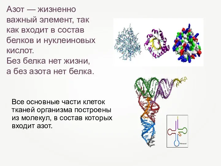 Азот — жизненно важный элемент, так как входит в состав белков