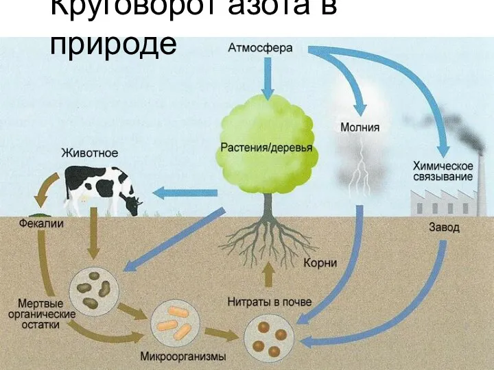 Круговорот азота в природе