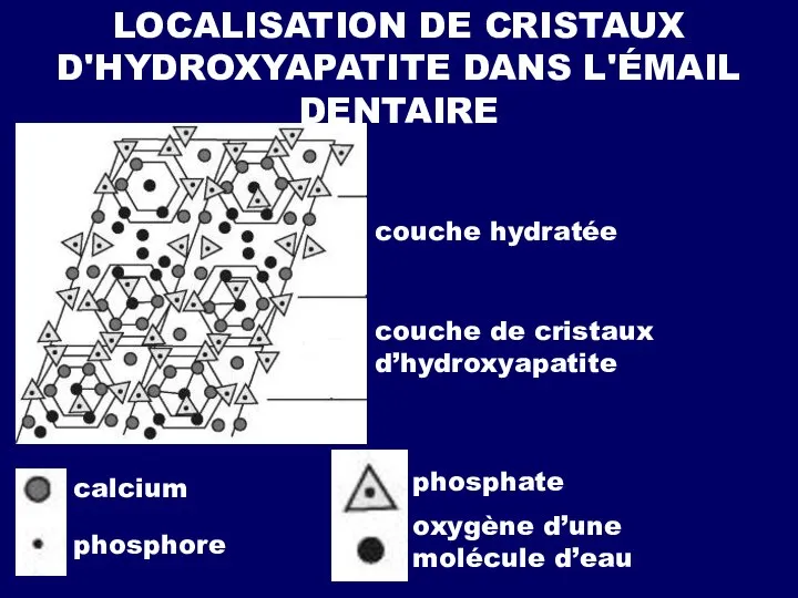 LOCALISATION DE CRISTAUX D'HYDROXYAPATITE DANS L'ÉMAIL DENTAIRE couche hydratée couche de