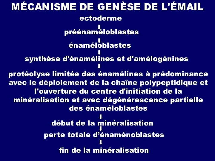 MÉCANISME DE GENÈSE DE L'ÉMAIL ectoderme préénaméloblastes énaméloblastes synthèse d'énamélines et