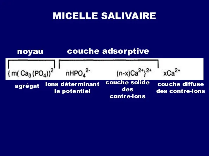 MICELLE SALIVAIRE noyau couche adsorptive agrégat ions déterminant le potentiel couche