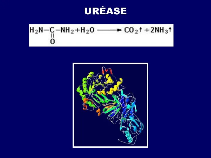 URÉASE