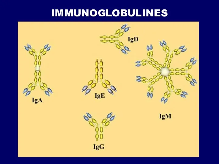 IMMUNOGLOBULINES