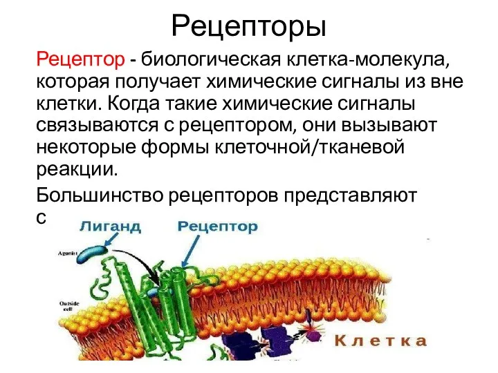 Рецепторы Рецептор - биологическая клетка-молекула, которая получает химические сигналы из вне