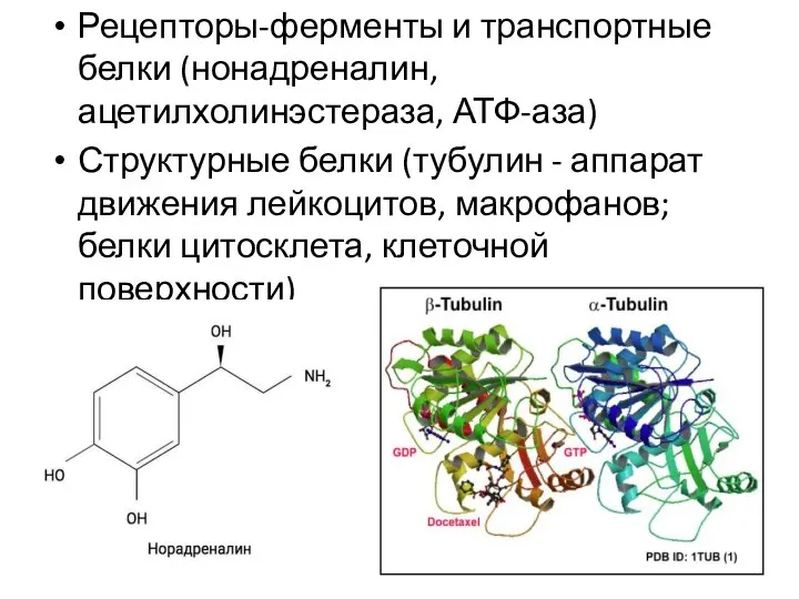 Рецепторы-ферменты и транспортные белки (нонадреналин, ацетилхолинэстераза, АТФ-аза) Структурные белки (тубулин -