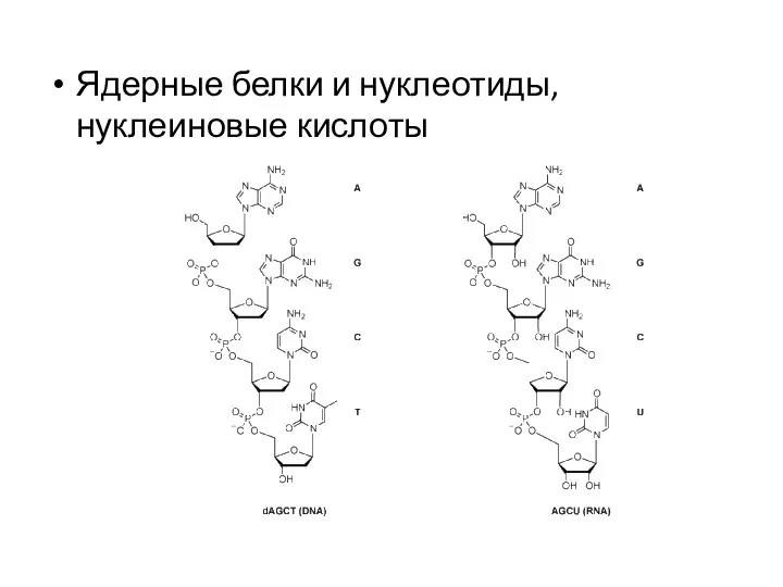 Ядерные белки и нуклеотиды, нуклеиновые кислоты