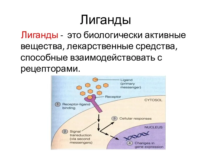 Лиганды Лиганды - это биологически активные вещества, лекарственные средства, способные взаимодействовать с рецепторами.