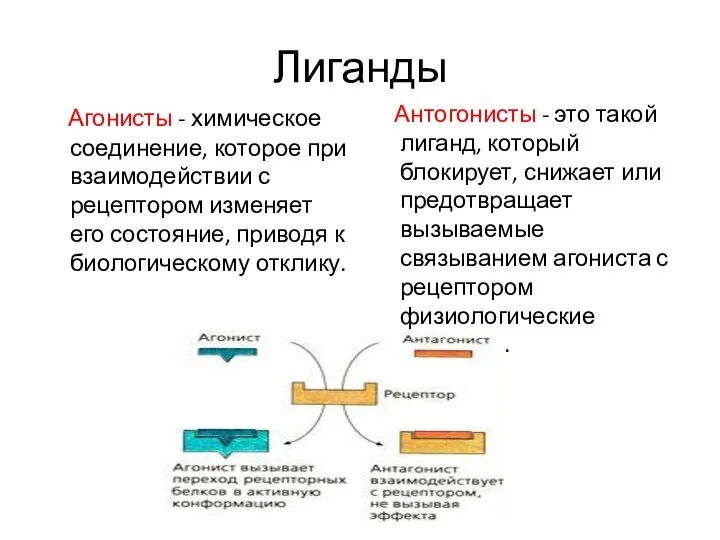 Лиганды Агонисты - химическое соединение, которое при взаимодействии с рецептором изменяет