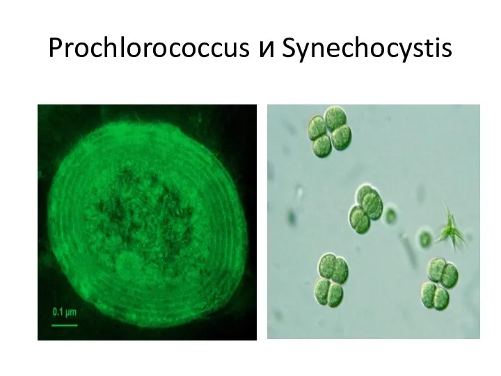 Prochlorococcus и Synechocystis