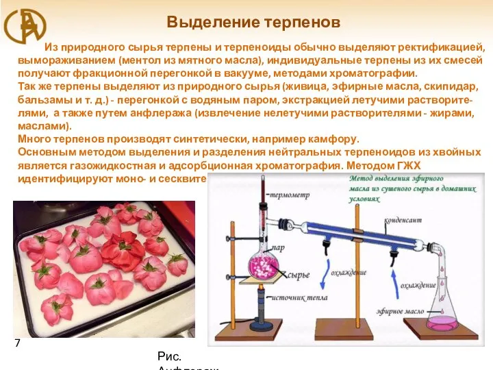 Выделение терпенов Из природного сырья терпены и терпеноиды обычно выделяют ректификацией,