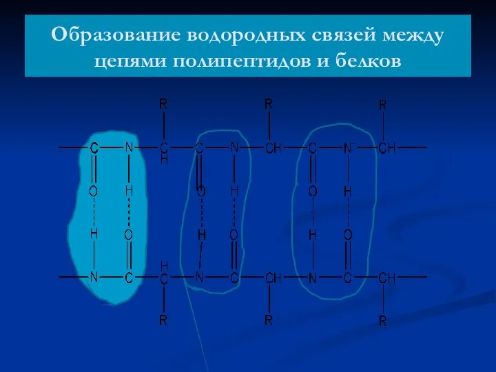 Образование водородных связей между цепями полипептидов и белков