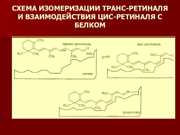 СХЕМА ИЗОМЕРИЗАЦИИ ТРАНС-РЕТИНАЛЯ И ВЗАИМОДЕЙСТВИЯ ЦИС-РЕТИНАЛЯ С БЕЛКОМ