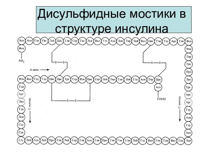 Дисульфидные мостики в структуре инсулина