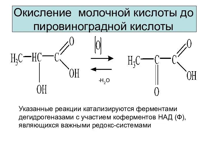 Окисление молочной кислоты до пировиноградной кислоты Указанные реакции катализируются ферментами дегидрогеназами