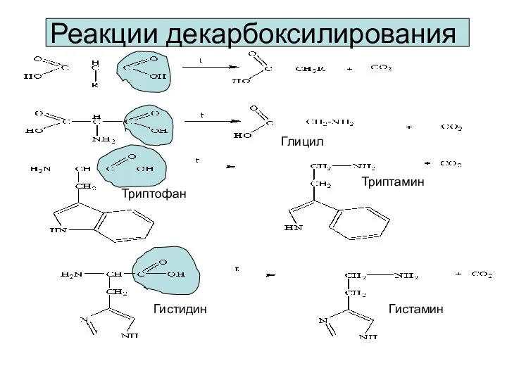 Реакции декарбоксилирования Глицил Триптофан Триптамин Гистидин Гистамин