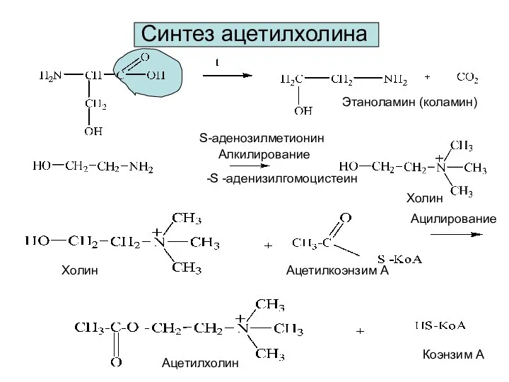 Синтез ацетилхолина S-аденозилметионин Холин Этаноламин (коламин) Холин Ацетилкоэнзим А Ацетилхолин Коэнзим А Алкилирование Ацилирование -S -аденизилгомоцистеин