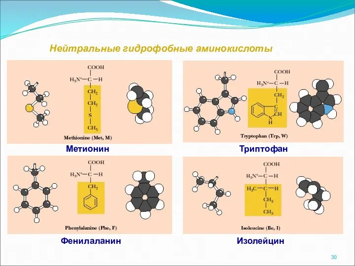 Нейтральные гидрофобные аминокислоты Изолейцин Фенилаланин Метионин Триптофан
