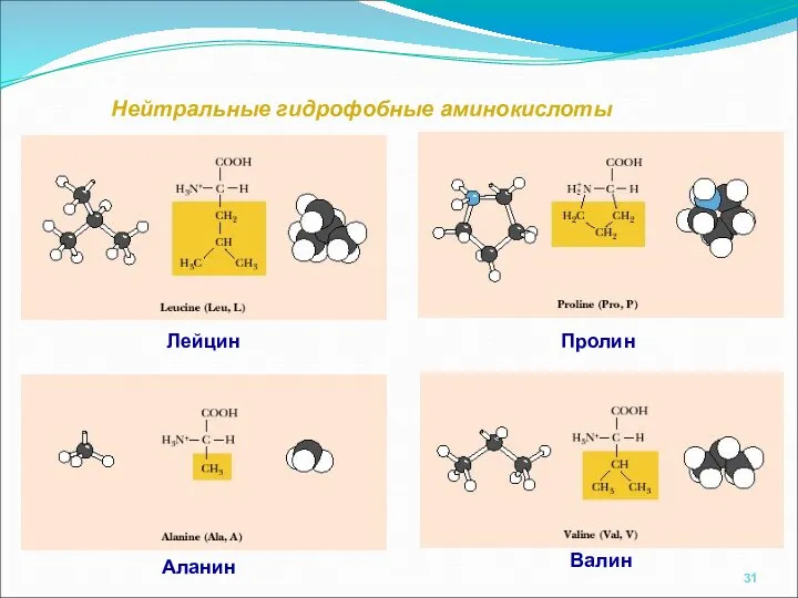 Нейтральные гидрофобные аминокислоты Аланин Валин Лейцин Пролин
