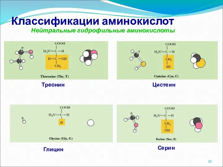 Классификации аминокислот Нейтральные гидрофильные аминокислоты Глицин Серин Треонин Цистеин