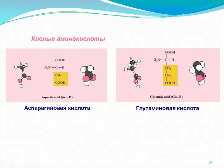 Кислые аминокислоты Глутаминовая кислота Аспарагиновая кислота