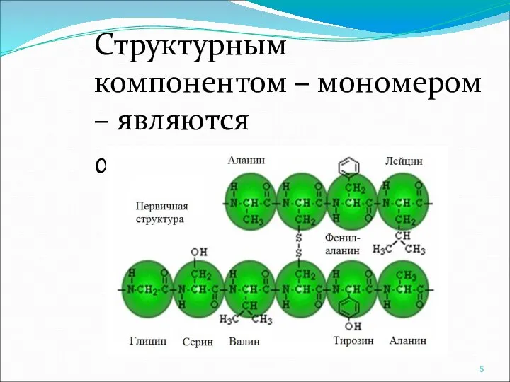 Структурным компонентом – мономером – являются α-АМК