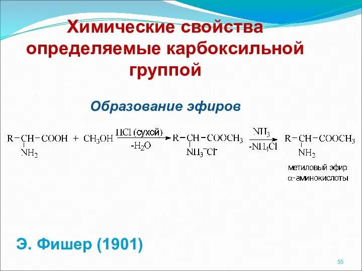 Химические свойства определяемые карбоксильной группой Образование эфиров Э. Фишер (1901)