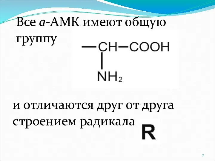 Все a-АМК имеют общую группу и отличаются друг от друга строением радикала