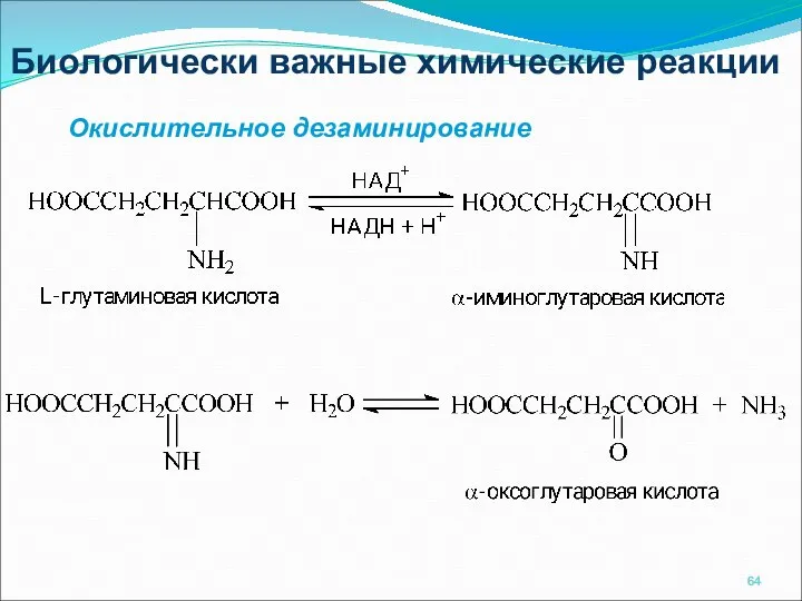 Биологически важные химические реакции Окислительное дезаминирование