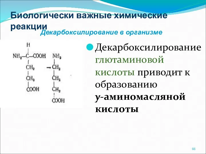 Биологически важные химические реакции Декарбоксилирование глютаминовой кислоты приводит к образованию у-аминомасляной кислоты Декарбоксилирование в организме