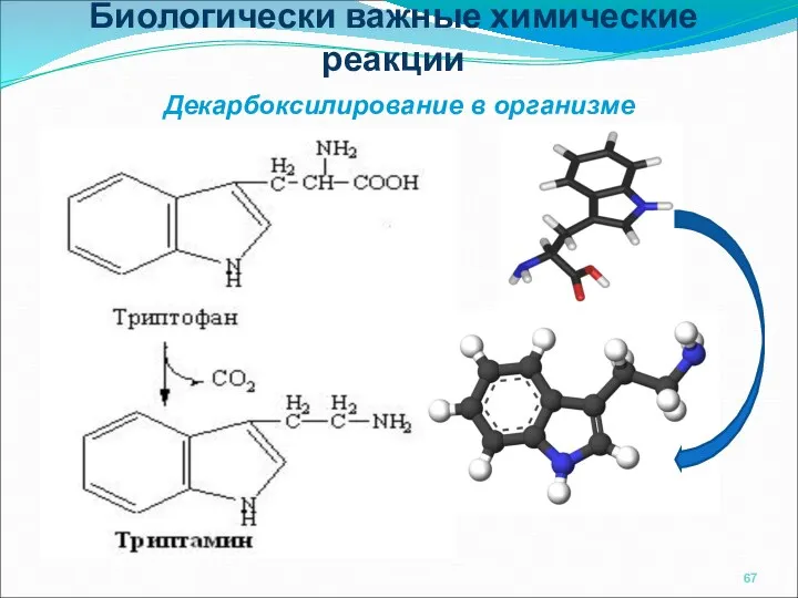 Биологически важные химические реакции Декарбоксилирование в организме