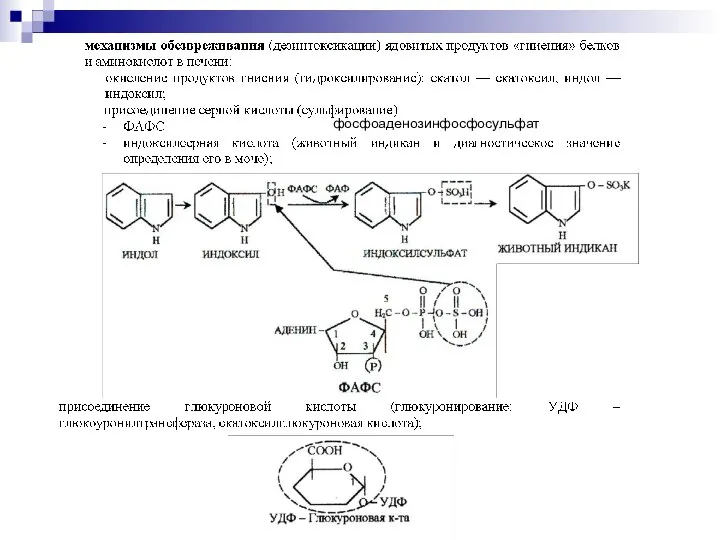 фосфоаденозинфосфосульфат фоми