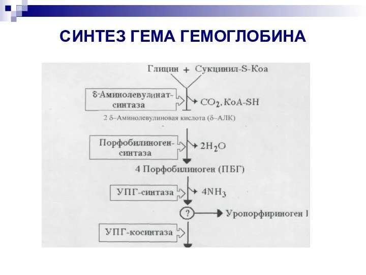 СИНТЕЗ ГЕМА ГЕМОГЛОБИНА