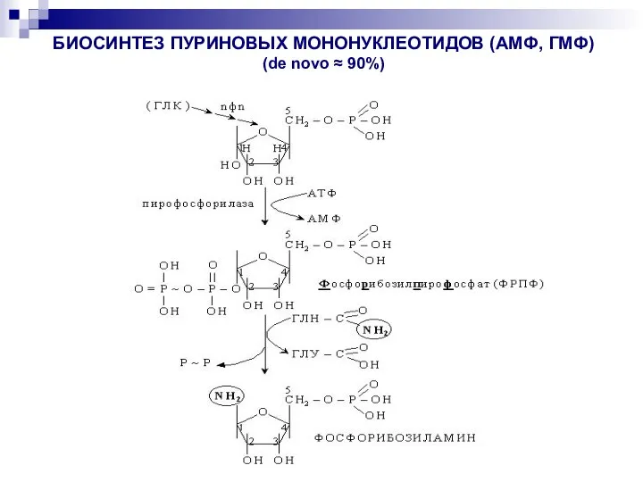 БИОСИНТЕЗ ПУРИНОВЫХ МОНОНУКЛЕОТИДОВ (АМФ, ГМФ) (de novo ≈ 90%)