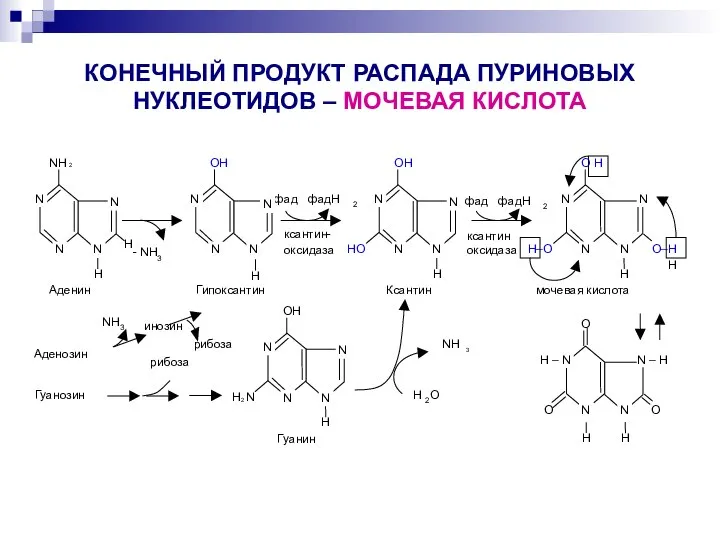 КОНЕЧНЫЙ ПРОДУКТ РАСПАДА ПУРИНОВЫХ НУКЛЕОТИДОВ – МОЧЕВАЯ КИСЛОТА