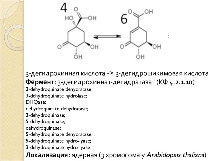 3-дегидрохинная кислота -> 3-дегидрошикимовая кислота Фермент: 3-дегидрохиннат-дегидратаза I (КФ 4.2.1.10) 3-dehydroquinate