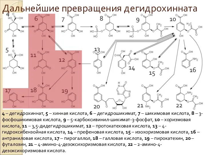 Дальнейшие превращения дегидрохинната 4 – дегидрохиннат, 5 – хинная кислота, 6