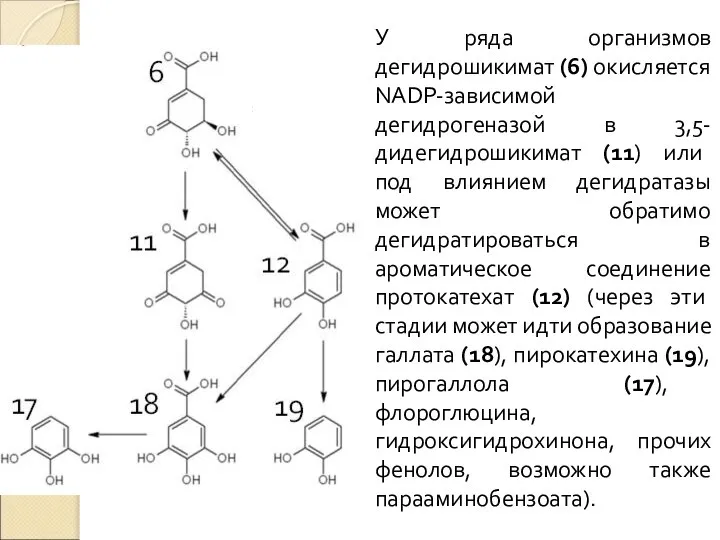 У ряда организмов дегидрошикимат (6) окисляется NADP-зависимой дегидрогеназой в 3,5-дидегидрошикимат (11)