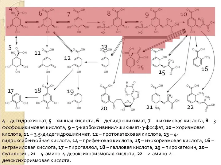 4 – дегидрохиннат, 5 – хинная кислота, 6 – дегидрошикимат, 7