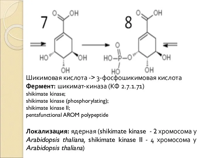 Шикимовая кислота -> 3-фосфошикимовая кислота Фермент: шикимат-киназа (КФ 2.7.1.71) shikimate kinase;