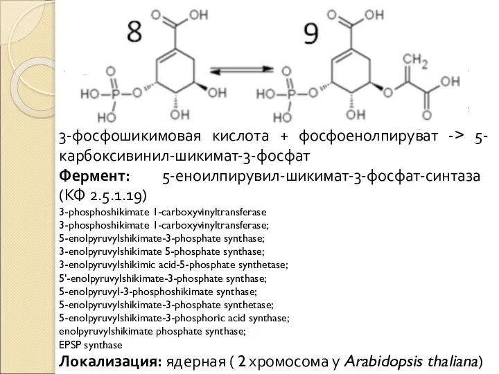 3-фосфошикимовая кислота + фосфоенолпируват -> 5-карбоксивинил-шикимат-3-фосфат Фермент: 5-еноилпирувил-шикимат-3-фосфат-синтаза (КФ 2.5.1.19) 3-phosphoshikimate